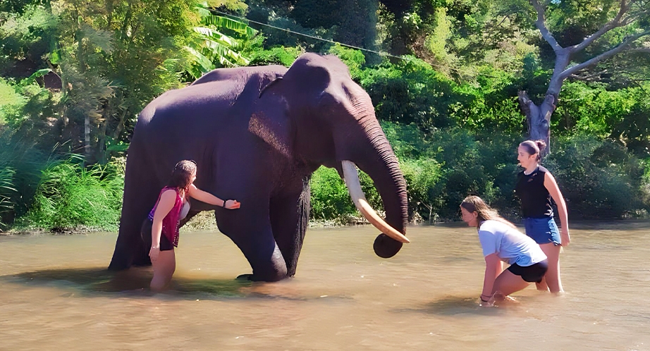 Balade à dos d'éléphant