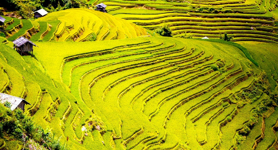 Rizière en terrasses à Sapa
