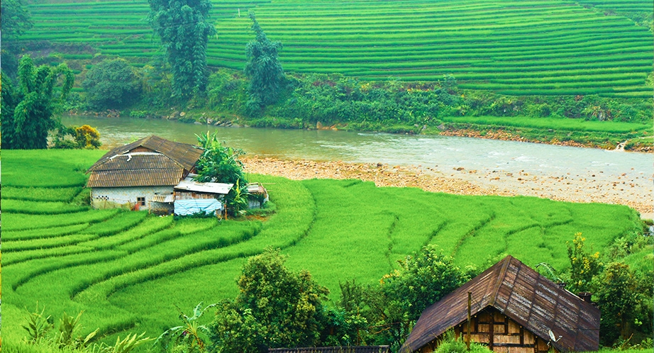 Rizière en terrasses à Sapa