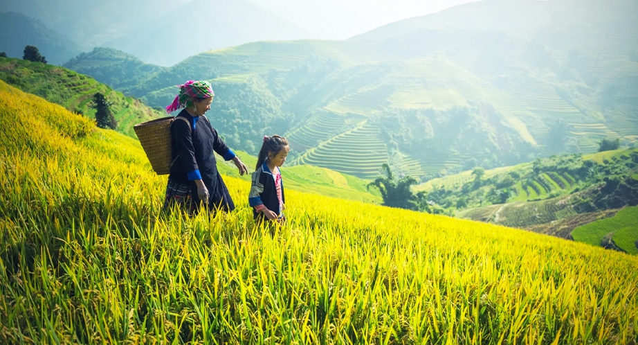 Rizière en terrasses à Sapa