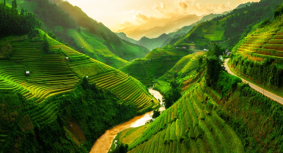 Rizière en terrasses à Sapa