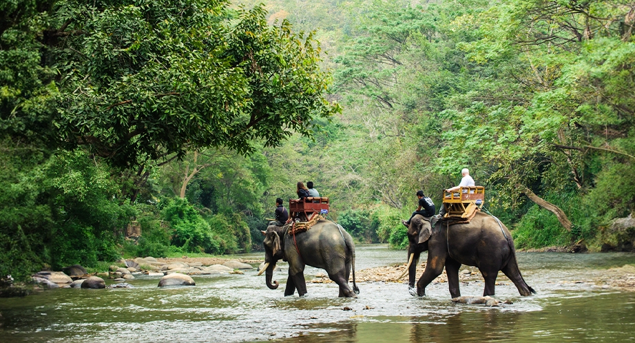 Sanctuaire de la jungle des éléphants Chiang Mai