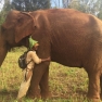Que Faire Au Cambodge ? Top 10 Meilleures Choses à Faire à Mondulkiri