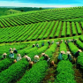 Top 08 Meilleurs Choses à Faire à Lai Chau, Vietnam