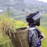 Découvrez L’ethnie Thaï Noir à Pu Luong, Vietnam