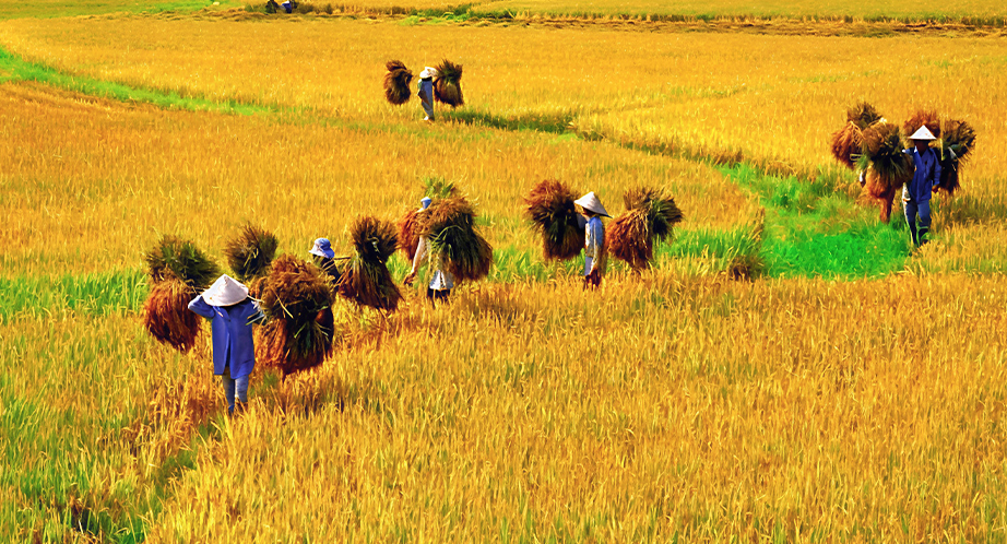Récolte du riz au Vietnam en novembre
