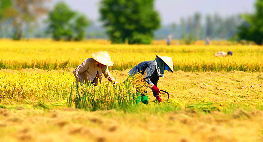 Récolte du riz au Vietnam en novembre