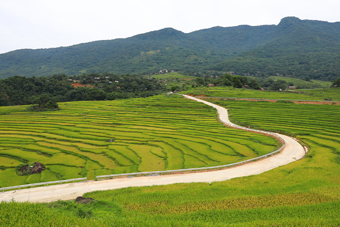 Rizière en terraces à Pu Luong