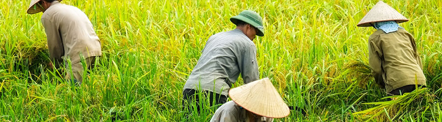 Vietnam en 7 jours avec agence de voyage Hanoi