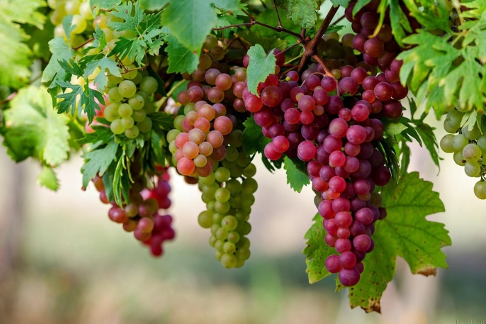 Que faire à Battambang en 3 jours ? Visitez Prasat Phnom Banan Vineyard