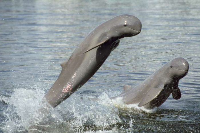 Que faire à Kratie? Vous pouvez observer les dauphins de l’Irrawaddy