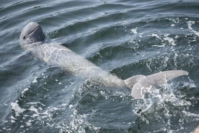 Ne manquez pas d’observer les dauphins de l’Irrawaddy à Kratie, Cambodge