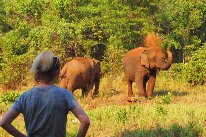 Un touriste regarde les éléphant dans le sanctuaire d’éléphants - Elephant Valley Project