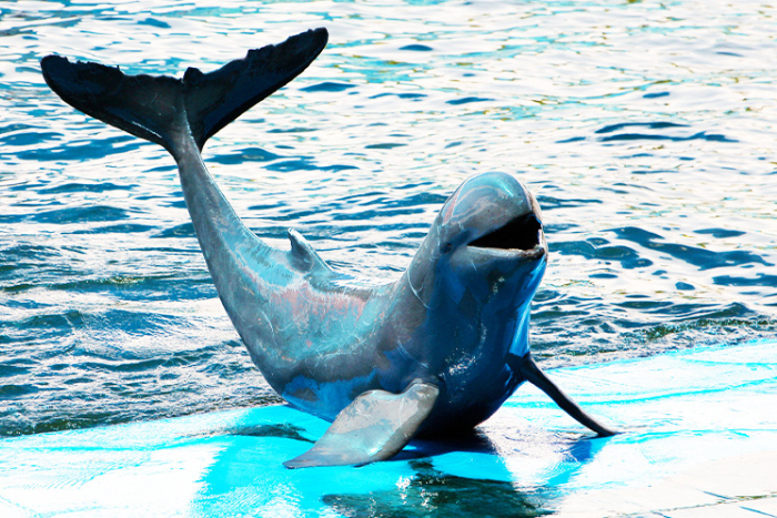 Quand visiter Kratie, Cambodge? La saison sèche est idéale pour observer les dauphins de l’Irrawaddy