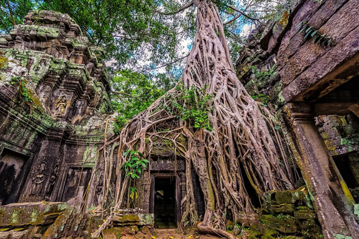 Le décor unique du temple Ta Prohm, l’un des temples d’Angkor les plus célèbres