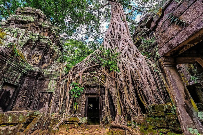 Découvrir le temple Ta Prohm lors de votre voyage 1 jour à Siem Reap