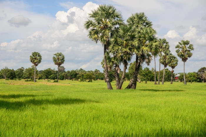 À vélo dans les rizières de Battambang – Séjour en famille dernière minute au Cambodge