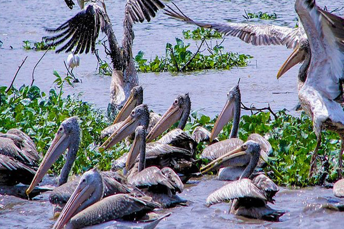 Que voir à Siem Reap? Découvrir sanctuaire d'oiseaux de Prek Toal