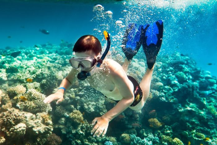 Découvrez la vie marine en plongeant à Ko Tao