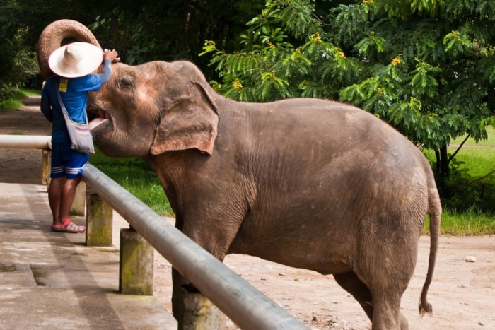 Sanctuaire des éléphants à Chiang Mai