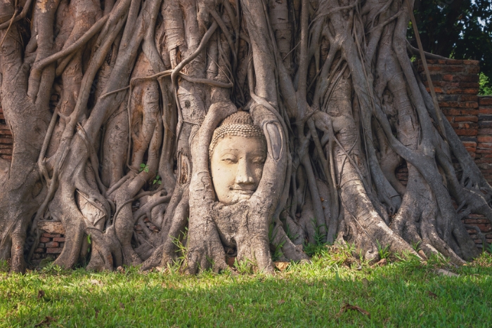 La tête de Bouddha dans les racines d’un arbre sacré