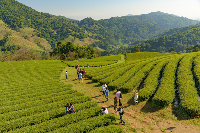 Les saisons à Chiang Rai