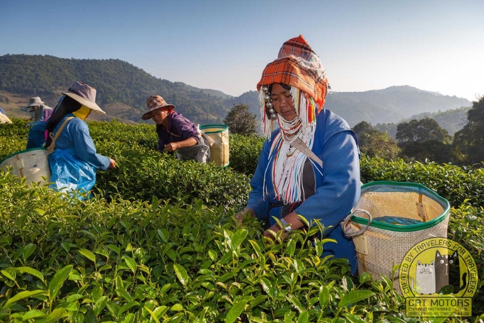 Plantation de thé 101, Mae Salong, Chiang Rai, Thaïlande
