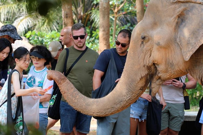 Visiter le sanctuaire des éléphants de Samui