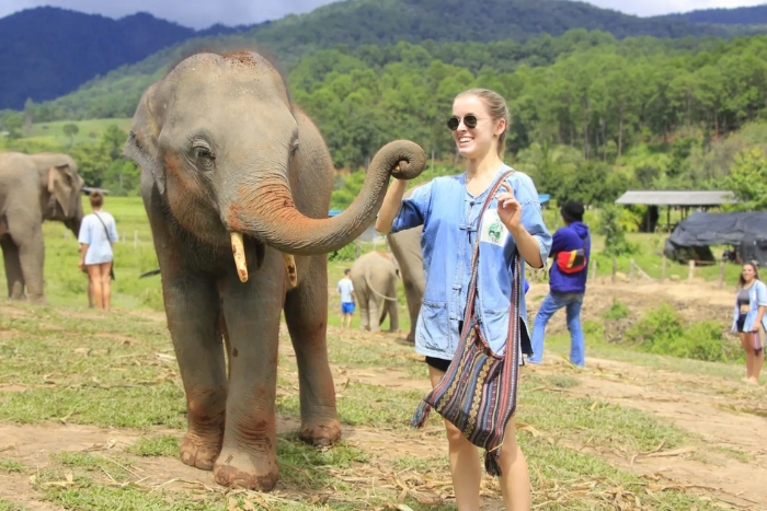 Living Green Elephant Sanctuary dans l'itinéraire de luxe en Thaïlande 1 semaine