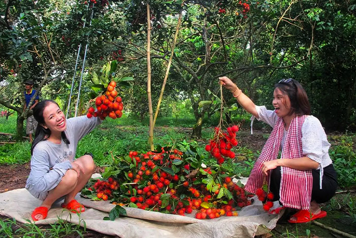 Visite de Ben Tre - Vous pouvez non seulement déguster des fruits savoureux, mais aussi les offrir à vos proches