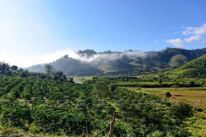 Les plantations de café – un trésor caché des hauts plateaux du centre Vietnam