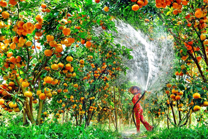 Jardin de fruits tropicaux de Can Tho