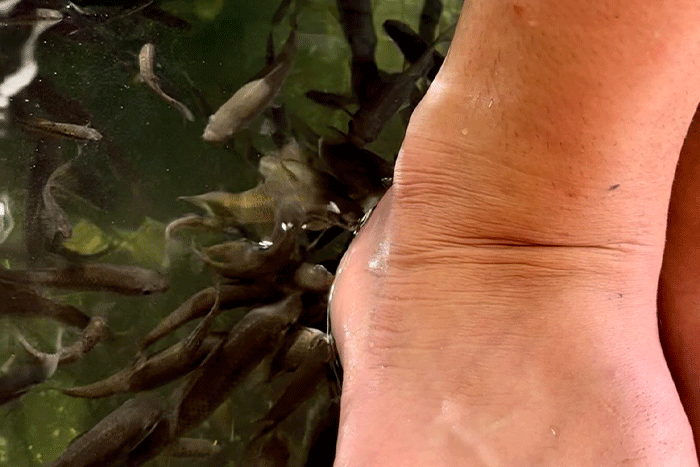 Cute Fish Spa Massage