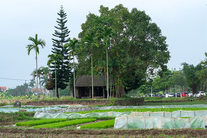 Maison de Duong Lam village