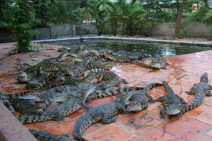 Un élevage de crocodiles à Long Xuyen