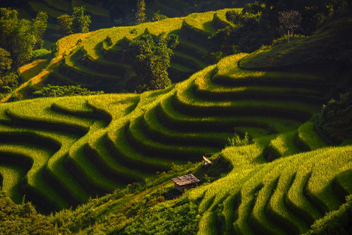 Randonnée à Hoang Su Phi à Ha Giang