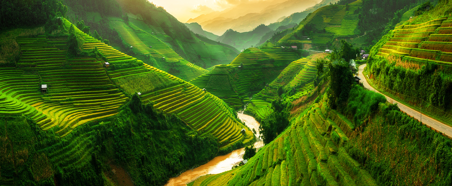 Rizières en terrasses à Sapa