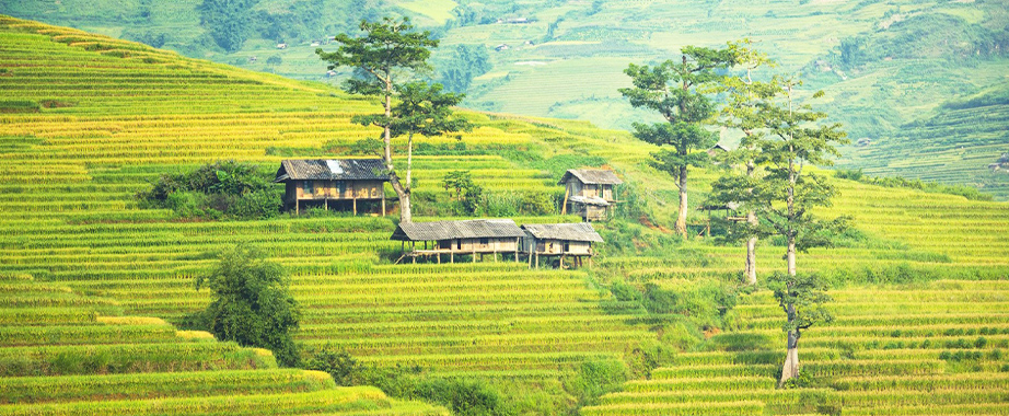 Rizières en terrasses à Sapa