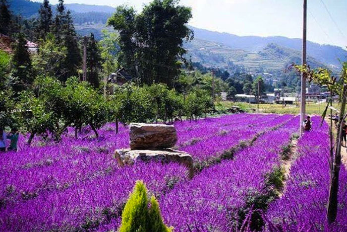Des Fleurs à Thai Giang Pho