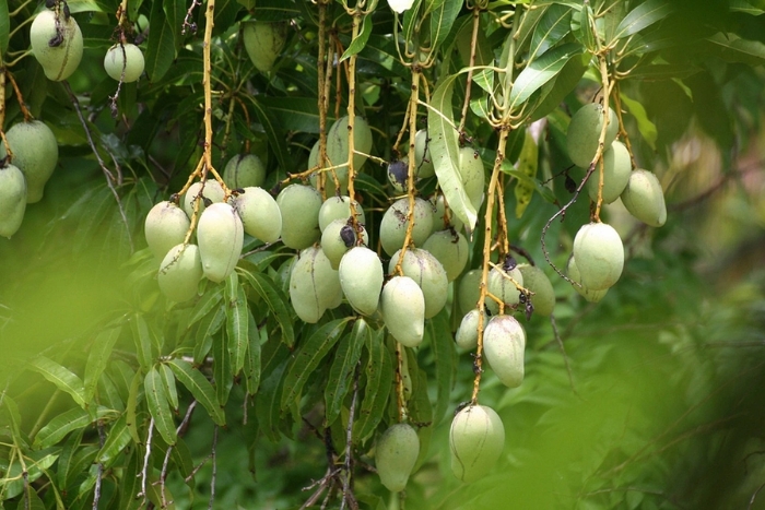 Tien Giang en 3 jours: visiter le verger de fruits de Cai Be