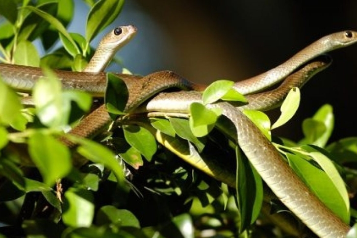 Ferme aux serpents de Dong Tam, Tien Giang