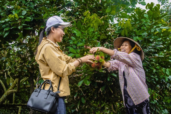 Verger de Cu Lao Tan Phong, Tien Giang, Vietnam