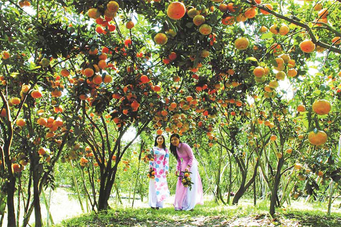 Le jardin fruitier de Cai Be Tien Giang