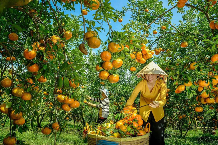 Voyage à travers les vergers lush à Cai Be