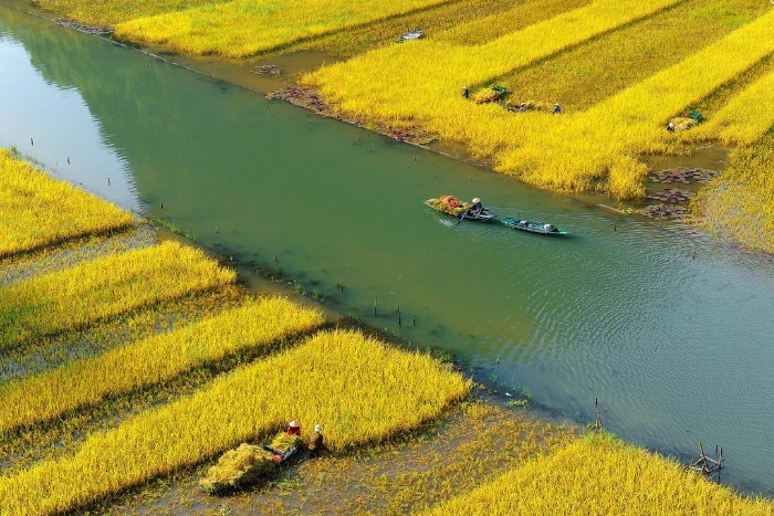 La saison dorée à Tam Cốc, Ninh Bình