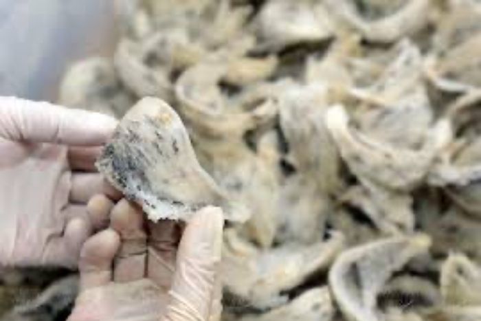 Ferme de nids d’hirondelles à Nha Trang