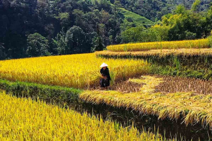 Village de Luốc, rizières en terrasse Ha Giang