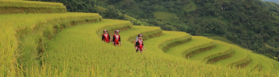 Top 5 rizières en terrasse à Ha Giang, Vietnam