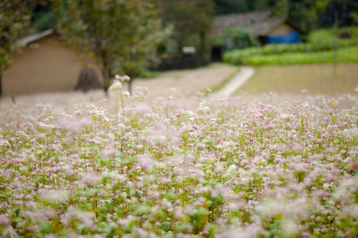 Visiter Ha Giang en octobre et en novembre pour voir les fleurs de sarrasin