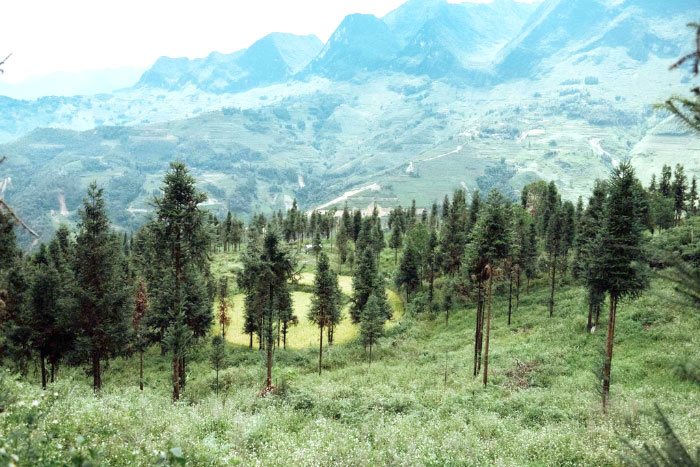 Que faire à Ha Giang - Explorez la forêt de pins Yen Minh
